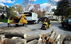 Best Tree Disease Treatment  in Thoreau, NM
