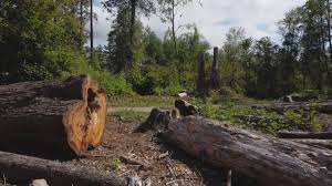Best Tree Disease Treatment  in Thoreau, NM