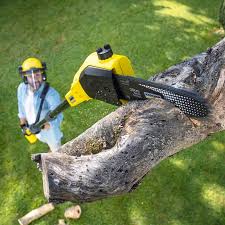 Best Lawn Drainage Solutions  in Thoreau, NM