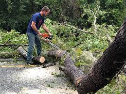 Best Arborist Consultation Services  in Thoreau, NM