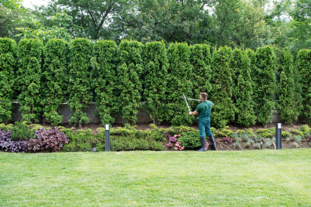 Best Tree Trimming and Pruning  in Thoreau, NM