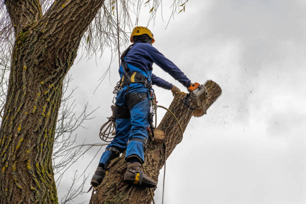Reliable Thoreau, NM Tree Removal Solutions