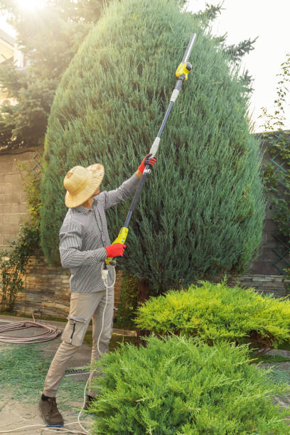 Best Pest Control for Lawns  in Thoreau, NM