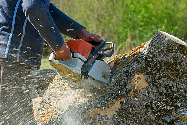 Best Organic Lawn Care Solutions  in Thoreau, NM